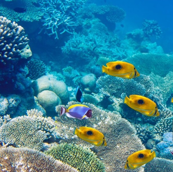 Big pack of tropical fishes over a coral reef